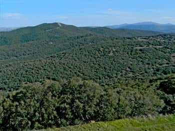 Paisaje de pinares en la sierra de Aladrén | © UTMDesarrollos